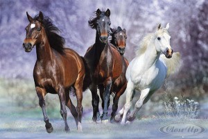 Chevaux sauvages