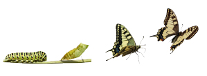 chrysalide-papillon