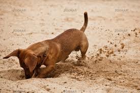 chien creuse